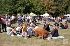 dogshow