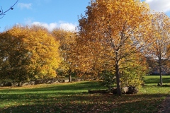 Autumn in the Park Nov 2021. Courtesy of Kerry Chester