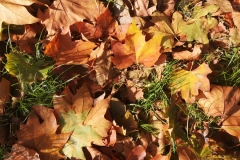 Autumn in the Park Oct  2021. Courtesy of Kerry Chester