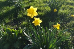 Spring in the Park