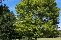 IMG_20220620_160018