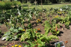Vegetable plot up by the Lodge