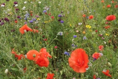 Wildflowers in Summer, July 2022. Courtesy of Kerry Chester