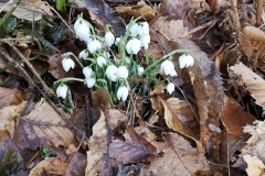 Snowdrops in Winter, Feb 2023. Courtesy of Kerry Chester