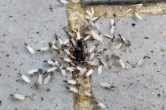 Small Black Ant (Lasius niger) Drones and Queens (Flying ants) emerging from their nest, getting ready to take to the skies.