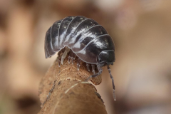 Pill Woodlouse (Armadillidium vulgare)