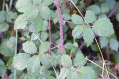 AcclivitateorInclinedBramble
