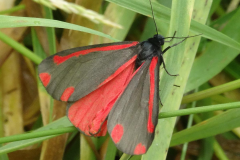 AdultCinnabarMoth