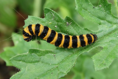 Caterpillar