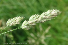 Cocks-foot-Grass