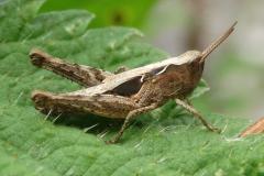 CommonFieldGrasshopper