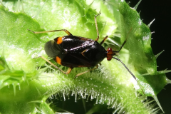 RedBug