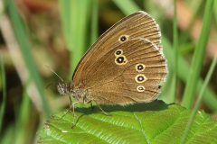 Ringlet