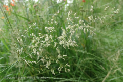 RoughMeadow-grass