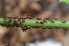 Sow-thistle-Aphid