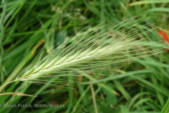 WallBarley