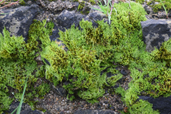 Silky Wall Feather-moss (Homalothecium sericeum)