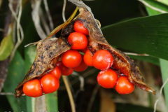 Stinking Iris (Iris foetidissima)