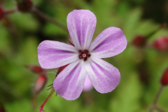 Herb-Robert (Geranium robertianum)
