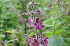 Hedge Woundwort (Stachys sylvatica)