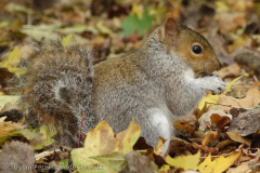 Grey Squirrel (Sciurus carolinensis)