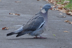Wood Pigeon (Columba palumbus)