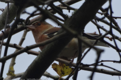 Male Chaffinch (Fringilla coelebs)