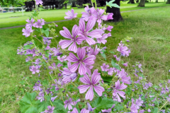 Common Mallow (Malva sylvestris)