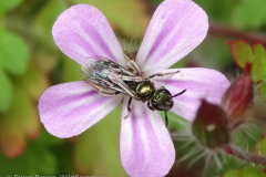 Female Smeathman's Furrow-bee (Lasioglossum smeathmanellum) on Herb-Robert