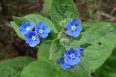 Green Alkanet (Pentaglottis sempervirens)
